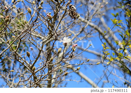 咲始め シデコブシの花 咲始め シデコブシの花 117490311