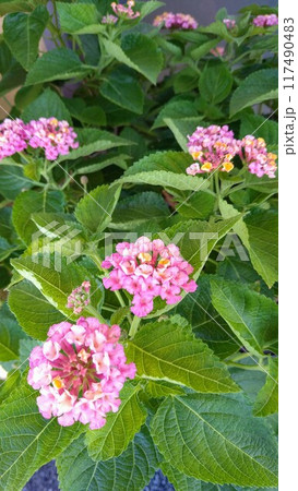 ピンクのランタナの花 ピンクのランタナの花 117490483
