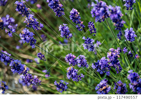 ラベンダー畑に咲く紫色の花 ラベンダー畑に咲く紫色の花 117490557