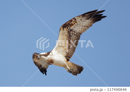 獲物を探しながら飛行するミサゴ 獲物を探しながら飛行するミサゴ 117490646