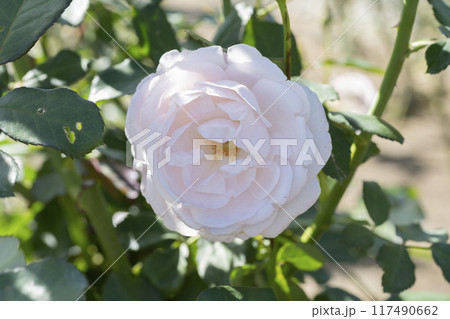 ピンクのバラの花 ピンクのバラの花 117490662