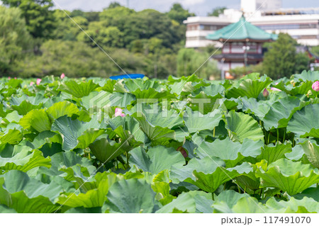 《東京都》夏の不忍池・上野恩賜公園 《東京都》夏の不忍池・上野恩賜公園 117491070