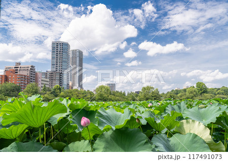 《東京都》夏の不忍池・上野恩賜公園 117491073