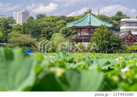 東京都》夏の不忍池・上野恩賜公園の写真素材 [117491080] - PIXTA