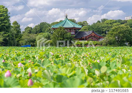 東京都》夏の不忍池・上野恩賜公園の写真素材 [117491085] - PIXTA