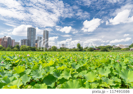 《東京都》夏の不忍池・上野恩賜公園 117491086