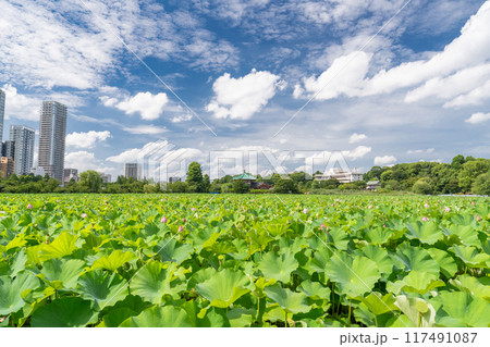 《東京都》夏の不忍池・上野恩賜公園 《東京都》夏の不忍池・上野恩賜公園 117491087