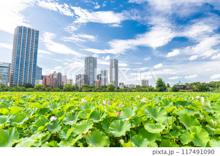 《東京都》夏の不忍池・上野恩賜公園 《東京都》夏の不忍池・上野恩賜公園 117491090