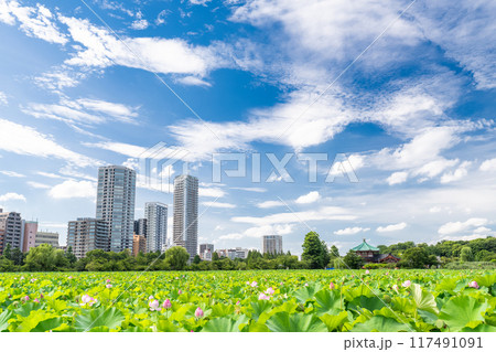 《東京都》夏の不忍池・上野恩賜公園 《東京都》夏の不忍池・上野恩賜公園 117491091