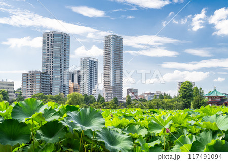《東京都》夏の不忍池・上野恩賜公園 《東京都》夏の不忍池・上野恩賜公園 117491094