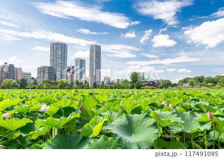 《東京都》夏の不忍池・上野恩賜公園 117491095