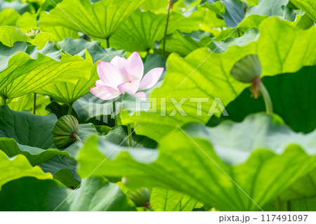 《東京都》夏の不忍池・上野恩賜公園 117491097