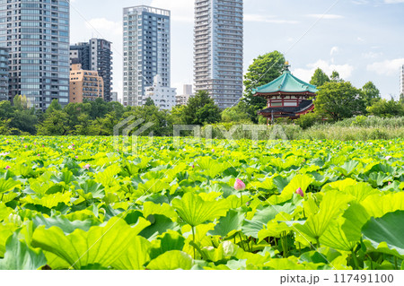 《東京都》夏の不忍池・上野恩賜公園 117491100