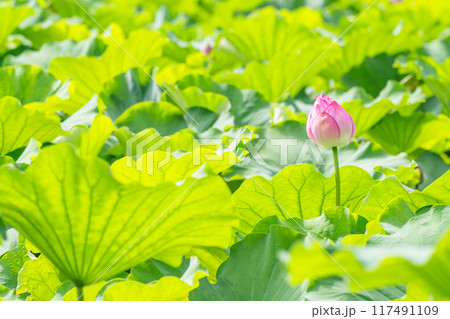 《東京都》夏の不忍池・上野恩賜公園 117491109