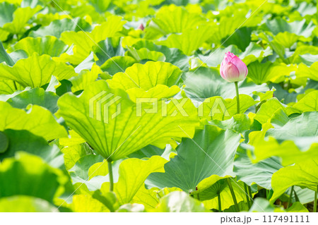 《東京都》夏の不忍池・上野恩賜公園 117491111