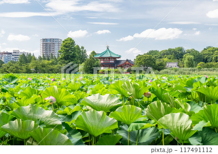 《東京都》夏の不忍池・上野恩賜公園 117491112
