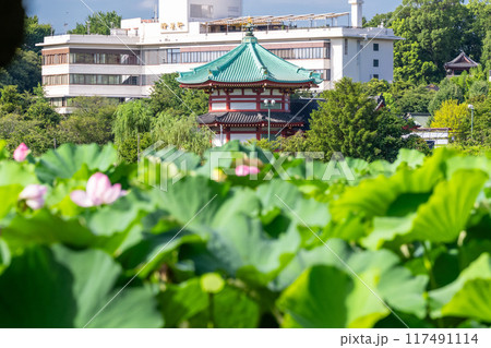 《東京都》夏の不忍池・上野恩賜公園 117491114