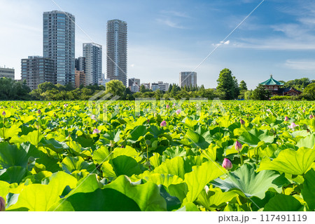 《東京都》夏の不忍池・上野恩賜公園 117491119