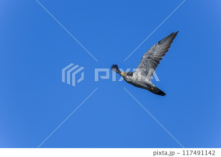 青空バックに頭上を悠然と飛ぶハヤブサ成鳥 117491142