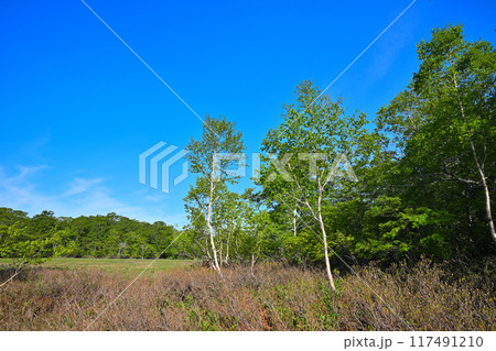 武尊　田代湿原　初夏の風景　群馬県　　　 117491210
