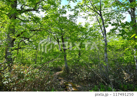 武尊 田代湿原 遊歩道 初夏の風景 群馬県 武尊 田代湿原 遊歩道 初夏の風景 群馬県 117491250