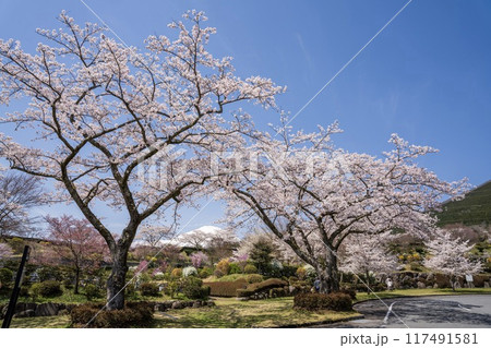春爛漫の富士霊園 117491581