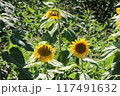 元気のないひまわり 117491632