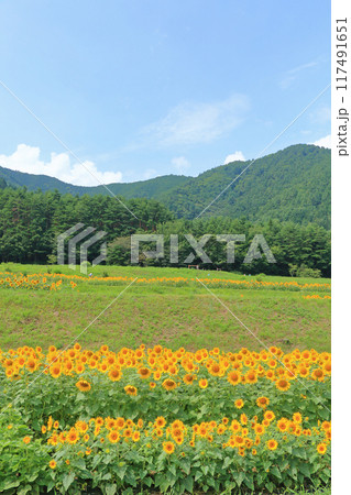 国営アルプスあづみの公園のヒマワリ 117491651