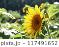 ひまわり一輪（横向き） 117491652