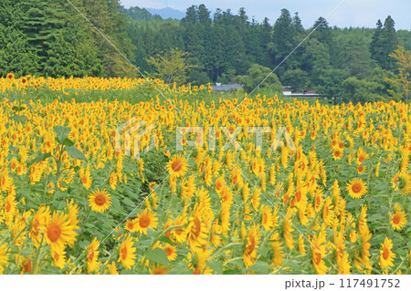 国営アルプスあづみの公園のヒマワリ 国営アルプスあづみの公園のヒマワリ 117491752