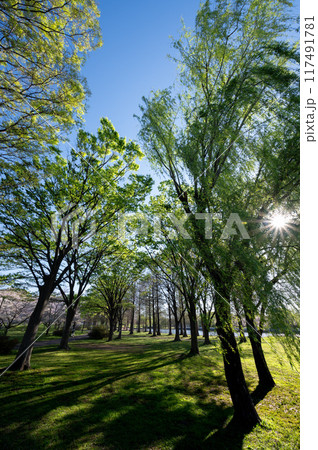 爽やかに風に揺れる巨大な柳の木 爽やかに風に揺れる巨大な柳の木 117491781