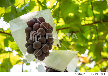 巨峰 巨峰 117491911