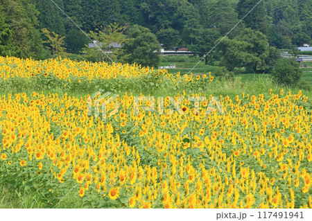国営アルプスあづみの公園のヒマワリ 国営アルプスあづみの公園のヒマワリ 117491941