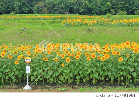 国営アルプスあづみの公園のヒマワリ 117491961