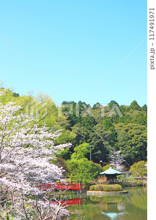 愛知県瀬戸市、定光寺公園と桜の風景 117491971