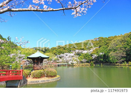愛知県瀬戸市、定光寺公園と桜の風景 117491973