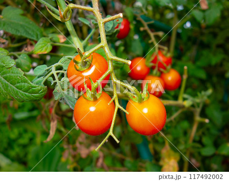 8月の菜園(ミニトマト） 117492002