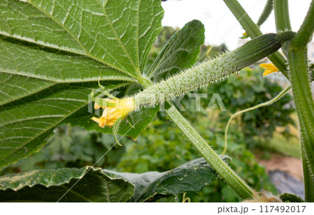 菜園のまだ小さい花の付いたキュウリ 117492017