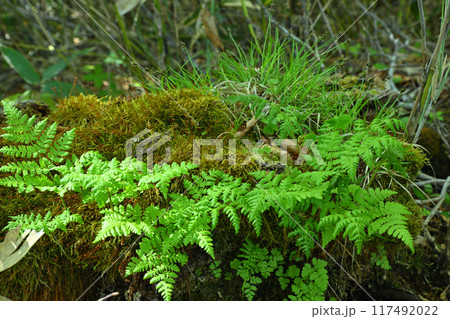 朽ちた大木のの根本　下草　シダ類　武尊　田代湿原　みなかみ町　　　 117492022