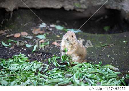 プレーリードッグ プレーリードッグ 117492051