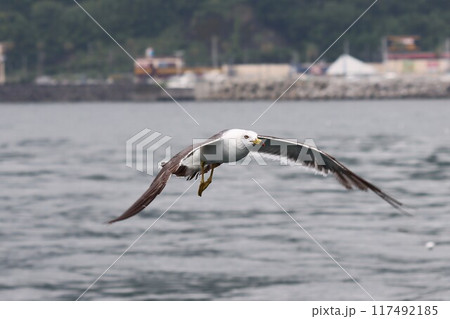 海面近くを飛ぶウミネコ 海面近くを飛ぶウミネコ 117492185
