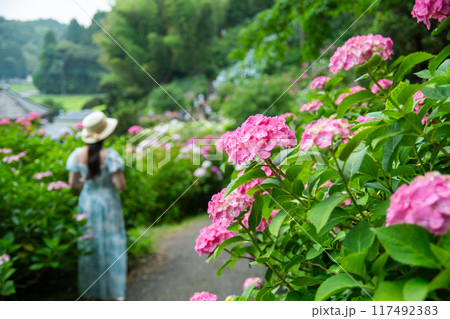 紫陽花のある風景 紫陽花のある風景 117492383