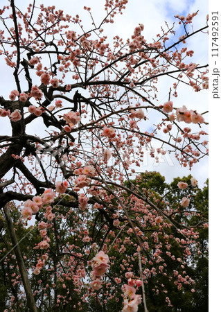 咲き始めた梅の花 117492591