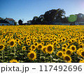 太陽に照らされたひまわり畑 117492696