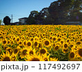 太陽に照らされたひまわり畑 117492697