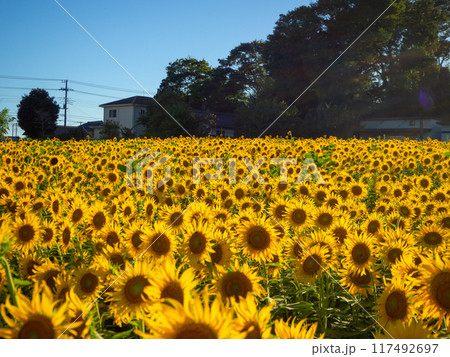 太陽に照らされたひまわり畑 117492697