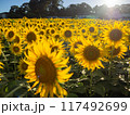 夕日に照らされたひまわり畑 117492699