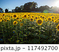 夕日に照らされたひまわり畑 117492700