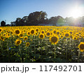 太陽に向かって 117492701