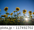 太陽に向かって咲く向日葵 117492702